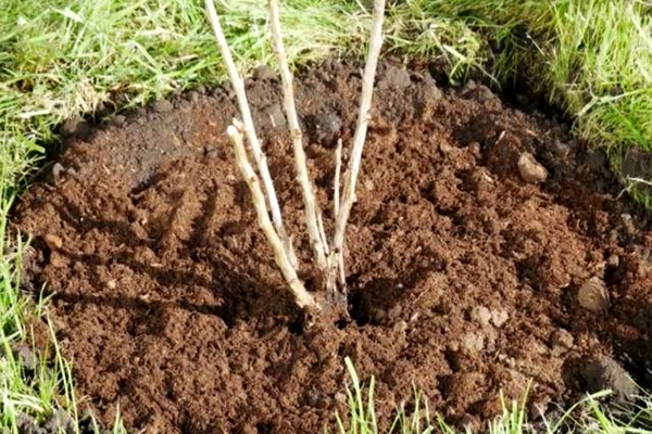 was für ein boden stachelbeeren mögen