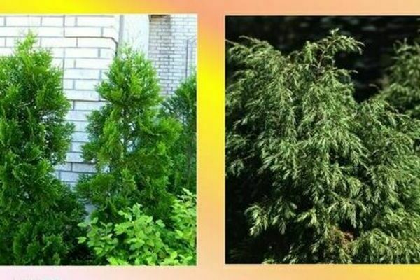 Thuja und Wacholder