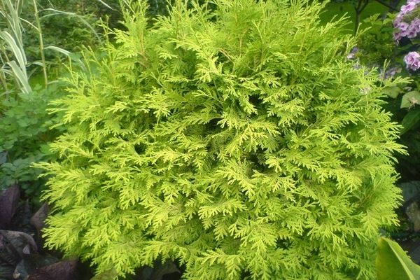 Thuja und Wacholder