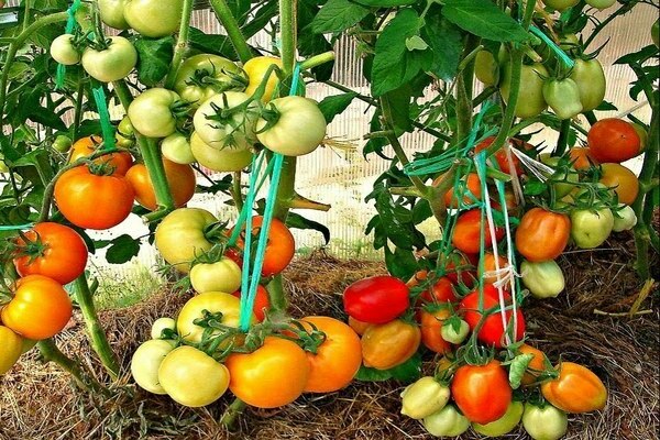 wie man Tomaten pflanzt