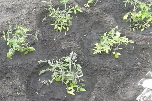 wie man Tomaten pflanzt