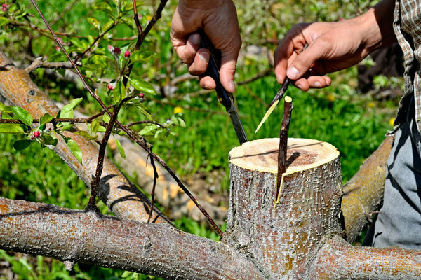 How to plant an apple tree