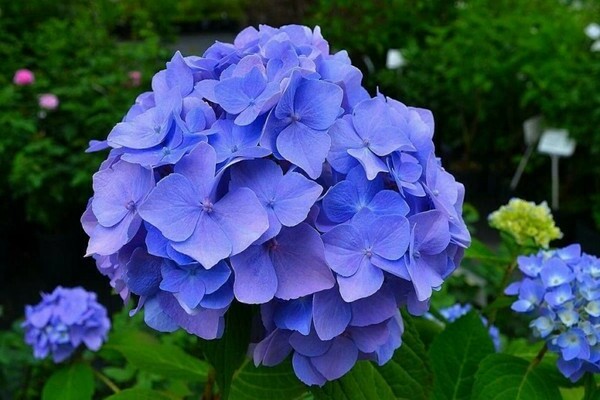 How to plant a garden hydrangea