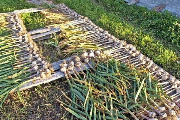 wie man Knoblauch trocknet