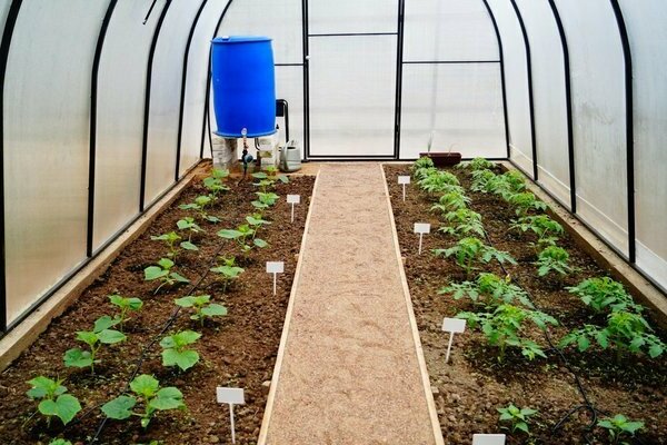 drip irrigation