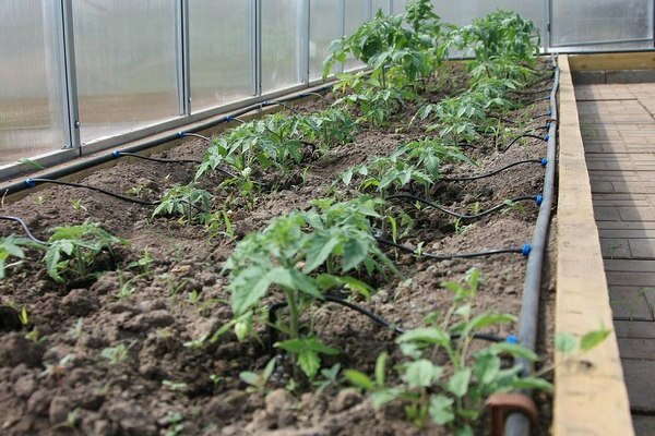 drip irrigation