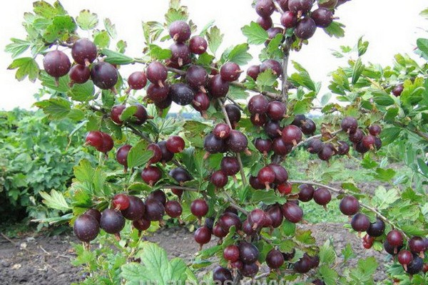 Stachelbeer-Captivator Bewertungen