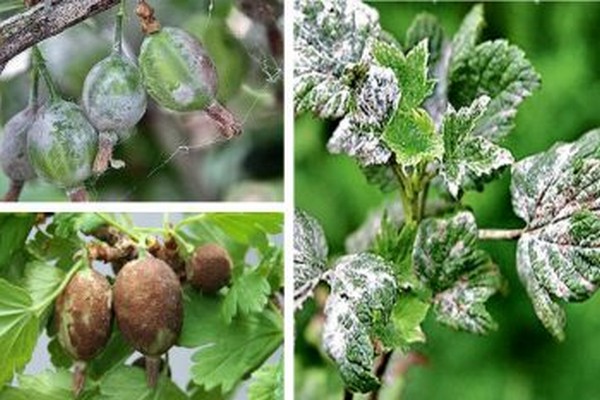 Stachelbeere Beschreibung