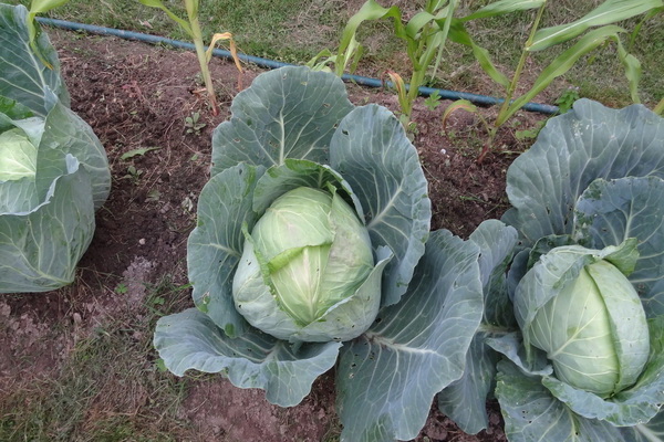 cabbage megaton f1 reviews