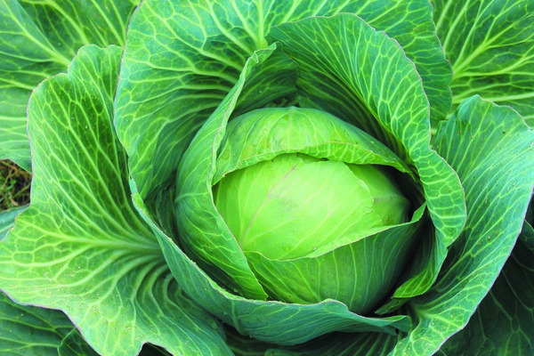 cabbage megaton f1 reviews photo