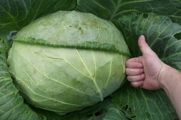 cabbage megaton f1 description photo