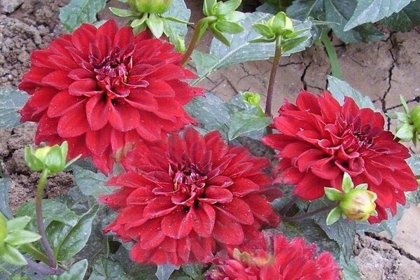 dahlias undersized