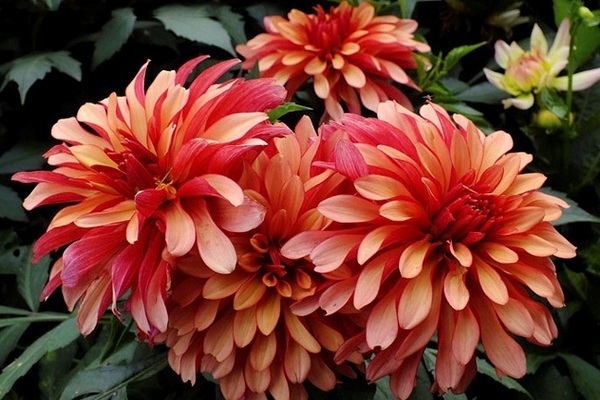 dahlias undersized