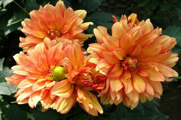 dahlias undersized