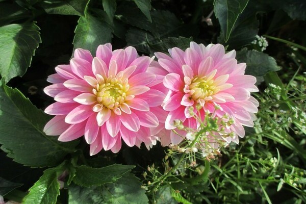 dahlias undersized