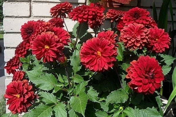 dahlias undersized