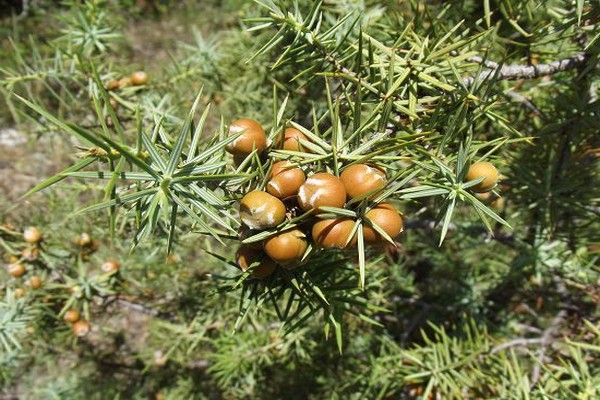 Juniper Cossack description