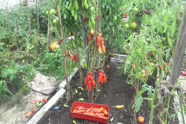 Casanova Tomate Bewertungen Foto