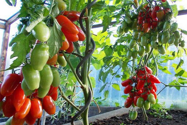 Beschreibung der Casanova-Tomaten