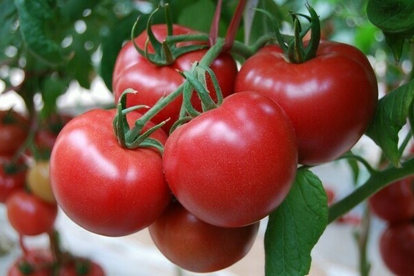 Chinesische Tomatensorten