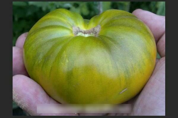 Chinese tomato varieties