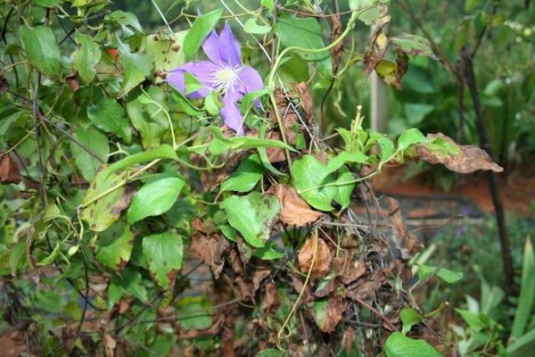 + wie man Clematis im Sommer füttert