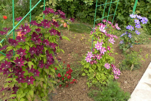 mga pagkakaiba-iba + at paglalarawan ng clematis