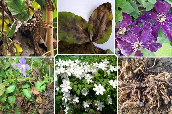 varieties + and descriptions of clematis