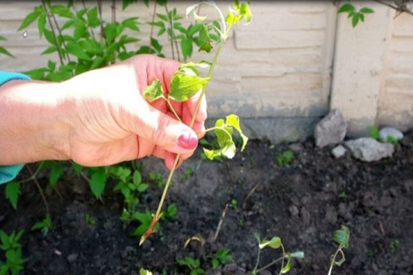 varieties + and descriptions of clematis