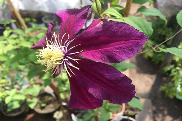 Clematis Niobe Foto + und Beschreibung