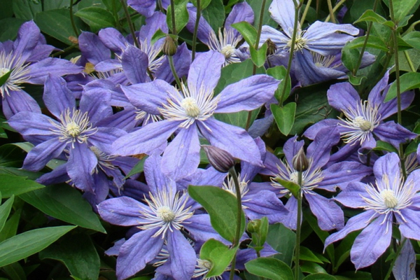 Clematis Arabella