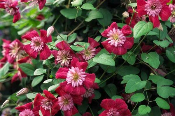 Clematis Vanguard