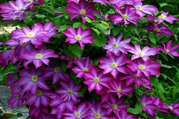 Clematis Kakio