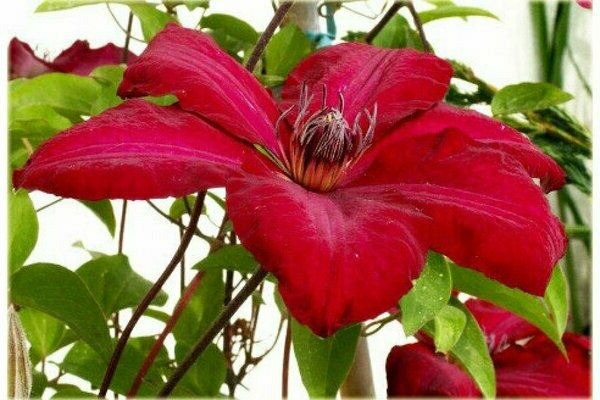 Clematis Solidarity