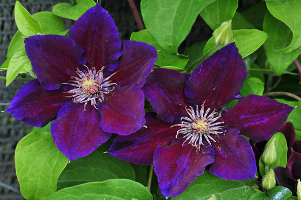 Clematis Yulka