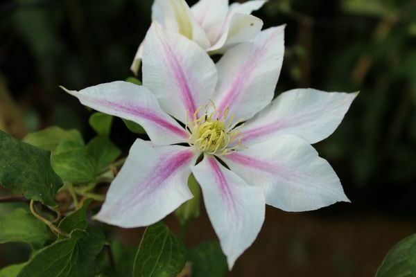 Clematis Andromeda