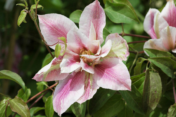 Clematis Andromeda