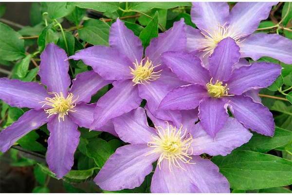 Clematis Anna Aleman