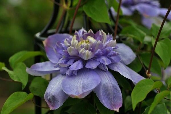 Clematis Blaulicht