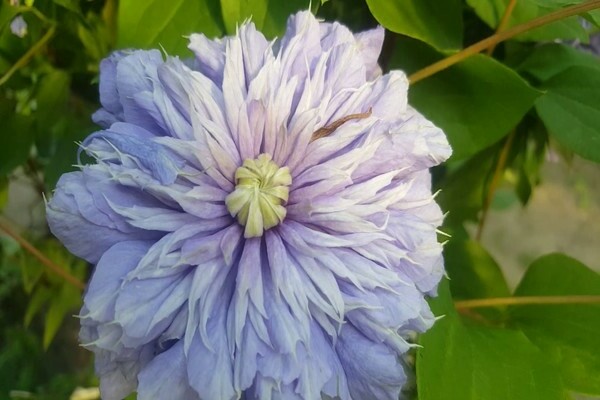 Clématite Bleu Lumière photo