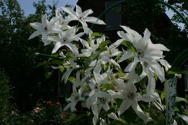 Clematis Schönheitsbraut