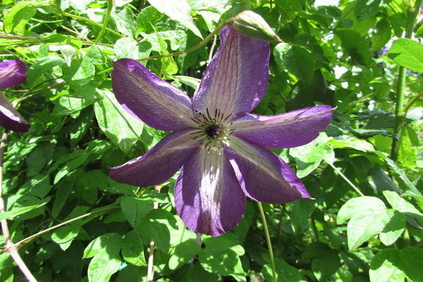 Clematis-Wechsel von Hart