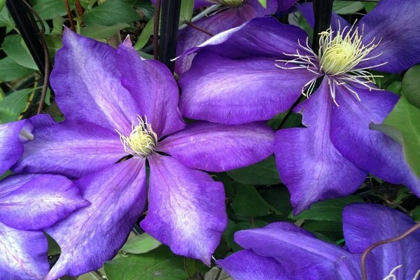 Clematis Daniel Deronda