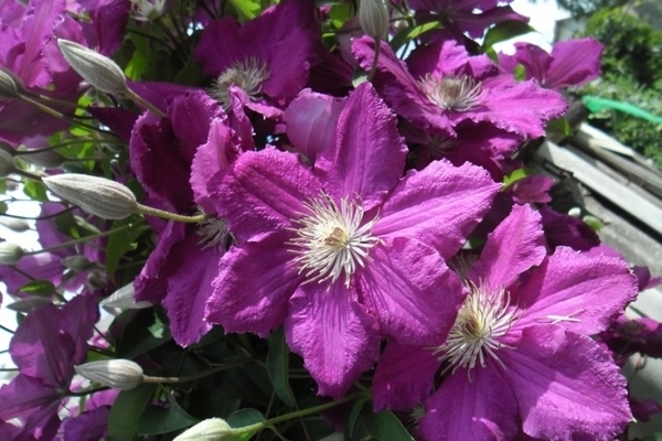 Clematis Ernest Markham