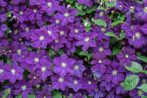 Clematis Grünwald