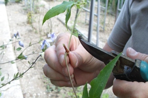 Hegley Hybrid clematis