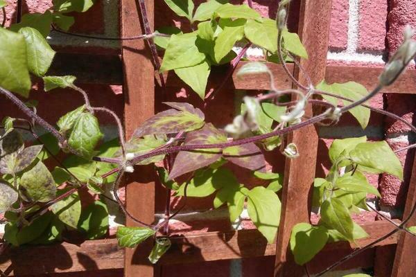 clematis variety hegley hybrid photo