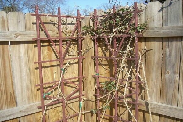 photo of clematis hegley hybride