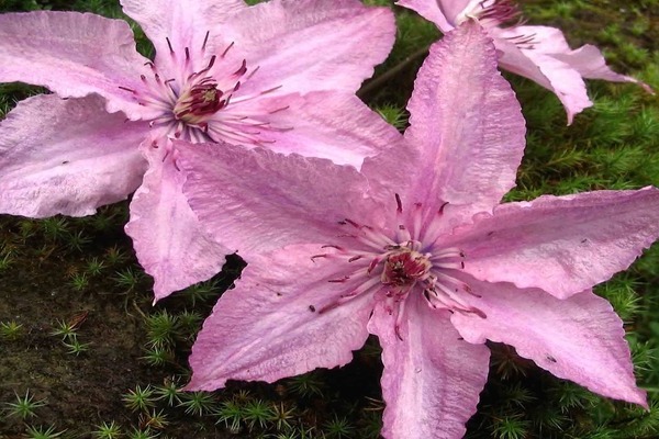 Clematis Hegley Hybrid Description