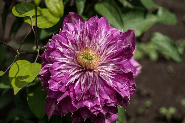 clematis kaiser opis